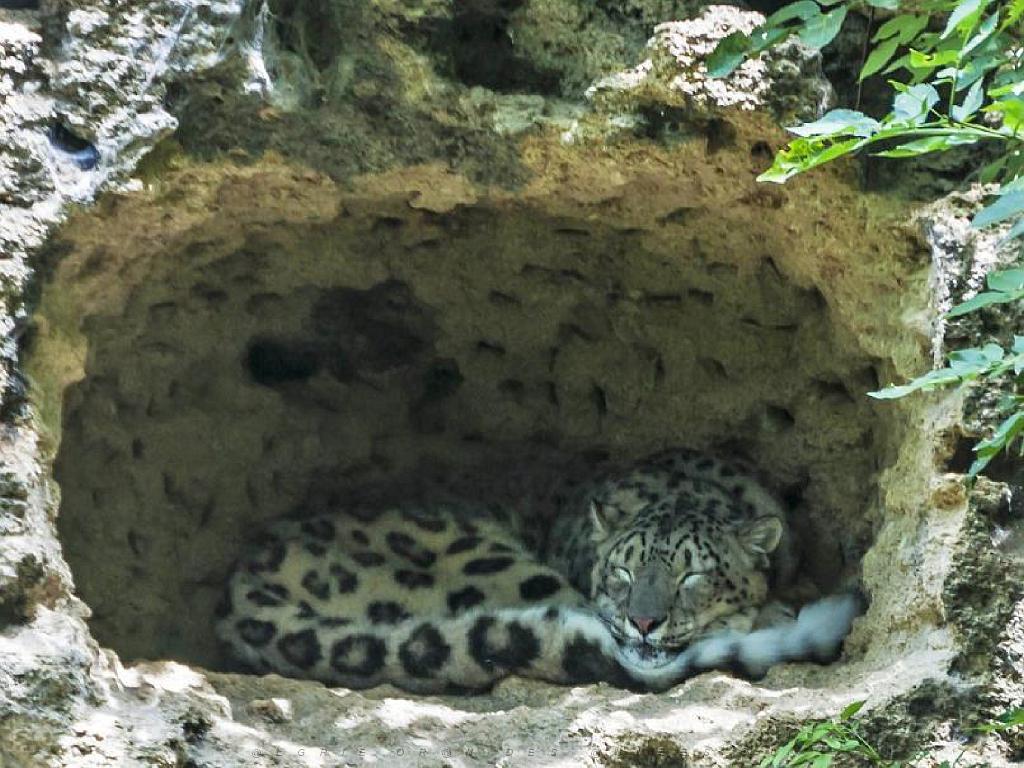 149 BIO PARC DE DOUE LA FONTAINE 5- 2016_000052.jpg